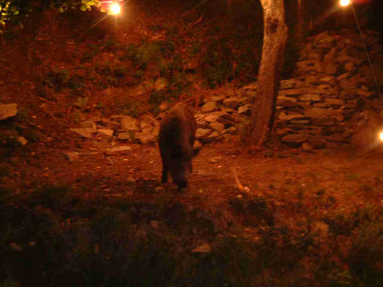  Image name: fau14.jpg 
 width: 1280 pixel 
 height: 960 pixel 
 Size: 43029 bytes 
 Click to enlarge 